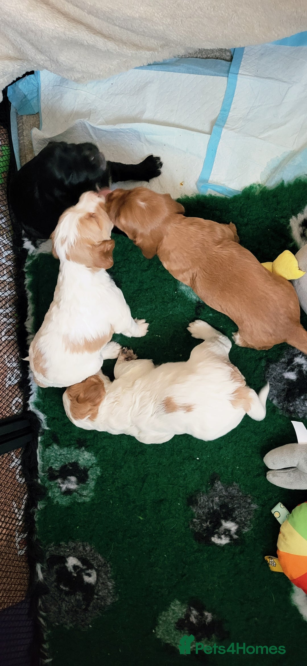Cocker Spaniel dogs for sale: Health tested stunning litter of 6 - Image 12