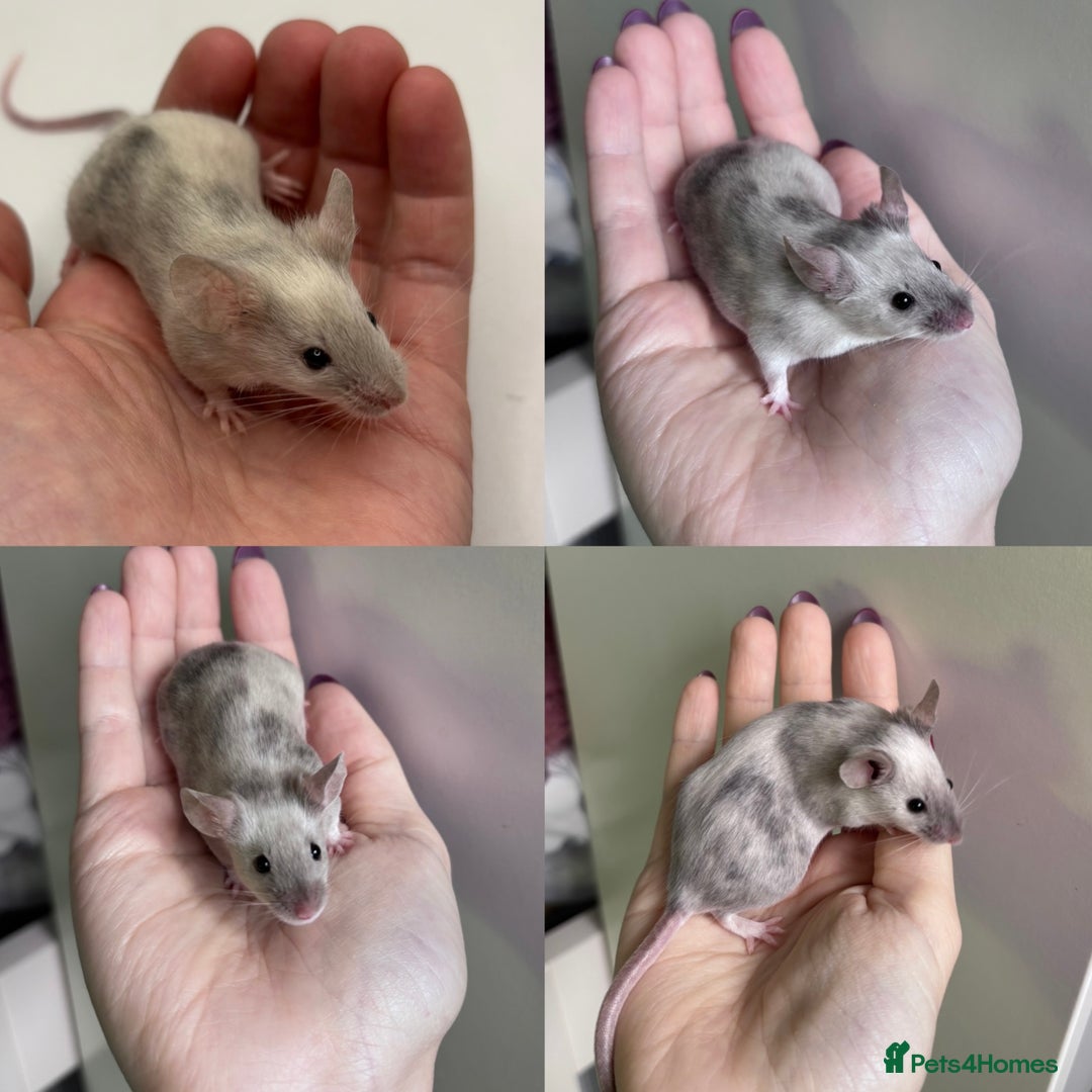 Mouse rodents for sale: Male Fancy Mice (available now) - Advert 2