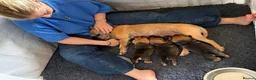 Border Terrier dogs for sale: Three Border Terrier Boys Looking for Forever Home in Seahouses - Advert 4