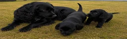 Cocker Spaniel dogs for sale: Cocker spaniels in London - Advert 1