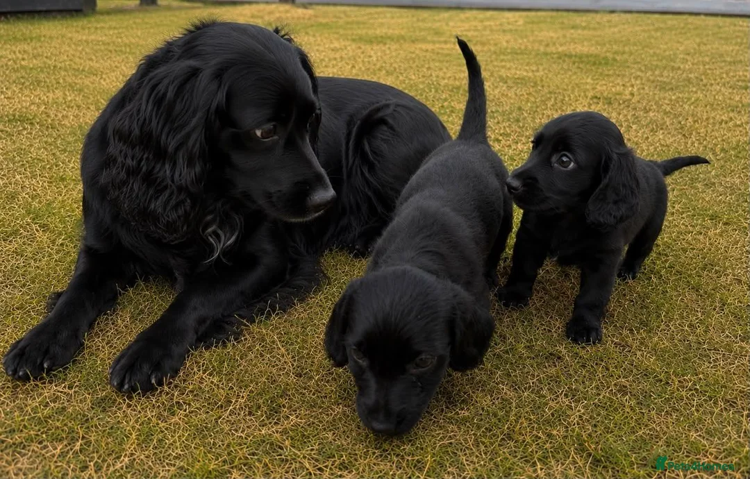 Cocker Spaniel dogs for sale: Cocker spaniels in London - Advert 1