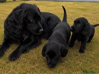 Cocker Spaniel dogs Cocker spaniels - Advert 3