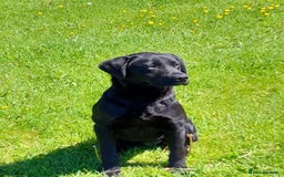 Labrador Retriever dogs for sale: Gorgeous FTCH bred Labrador pups - Image 6