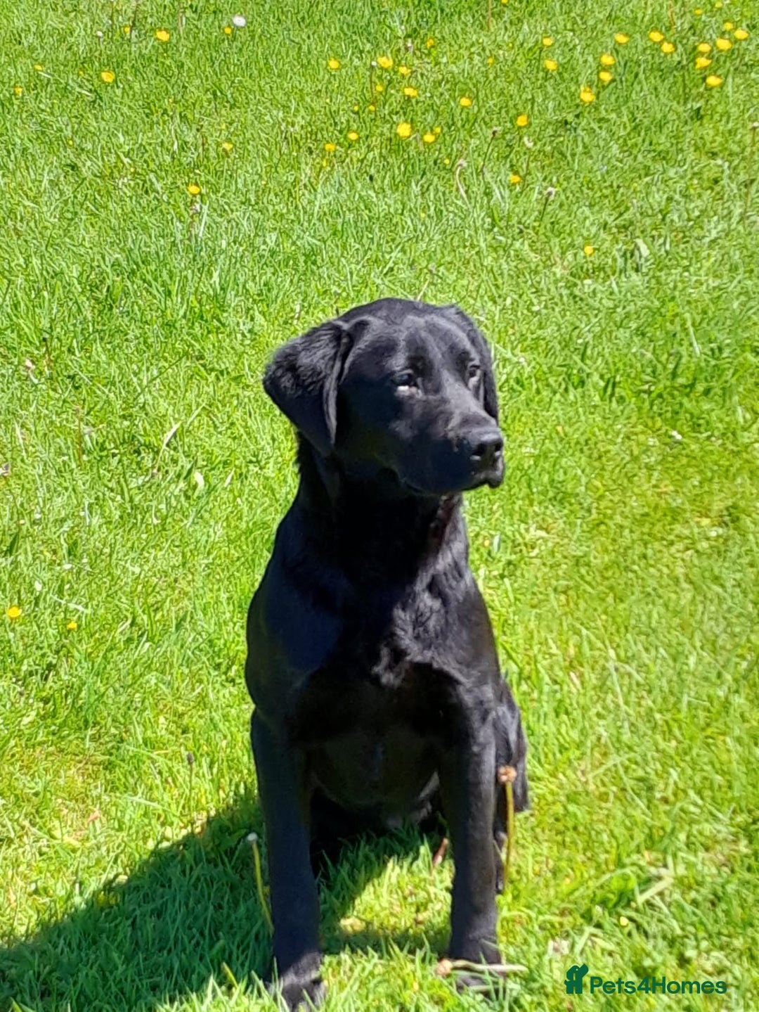 Labrador Retriever dogs for sale: Gorgeous FTCH bred Labrador pups - Image 6