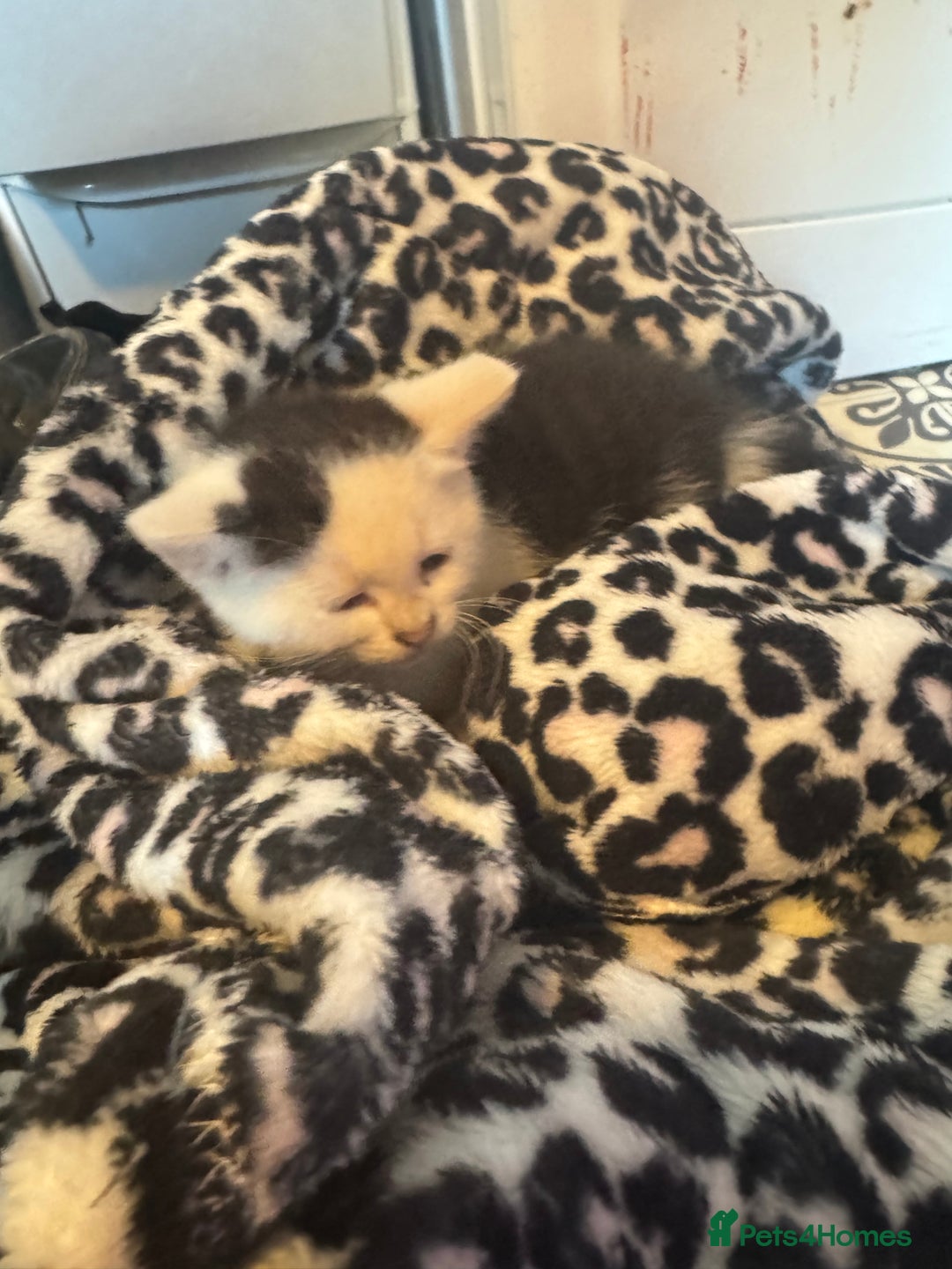 Mixed Breed cats for sale: Two beautiful fluffy girls kittens  - Image 5
