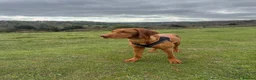 Hungarian Vizsla dogs for sale: 6 month old Hungarian Vizsla in Coulsdon - Advert 9