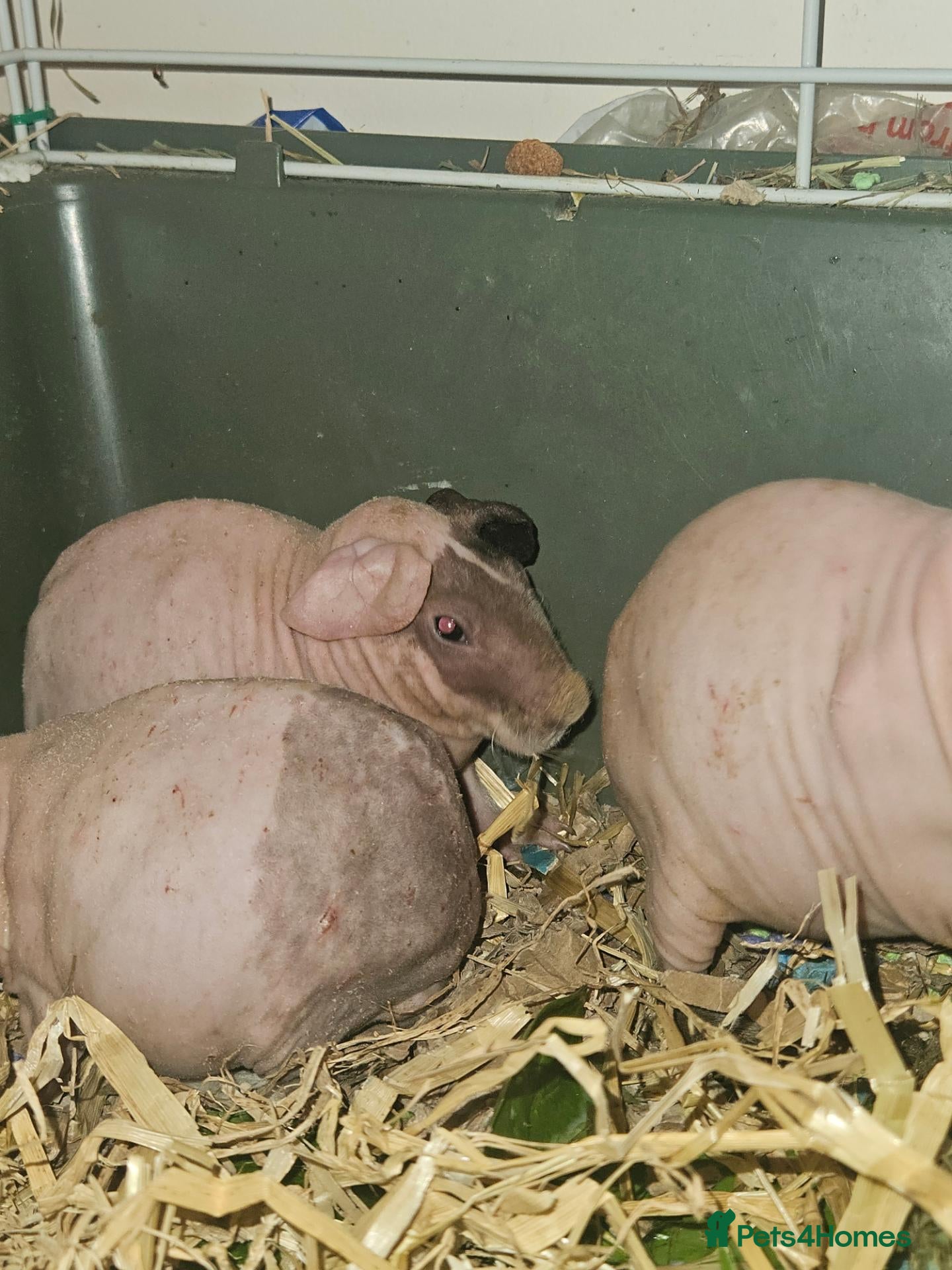 Guinea Pig rodents for sale: 4 male skinny pig boars - Advert 7