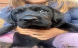 Labrador Retriever dogs for sale: Adorable, black Labrador puppy! - Image 2
