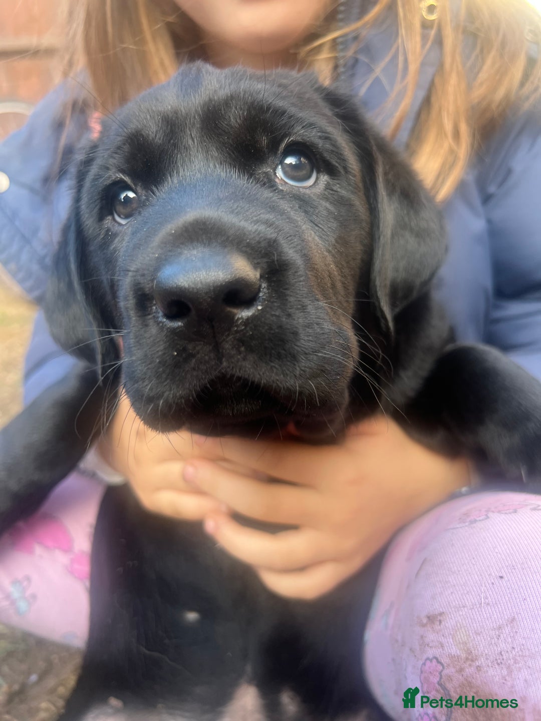 Labrador Retriever dogs for sale: Adorable, black Labrador puppy! - Image 2