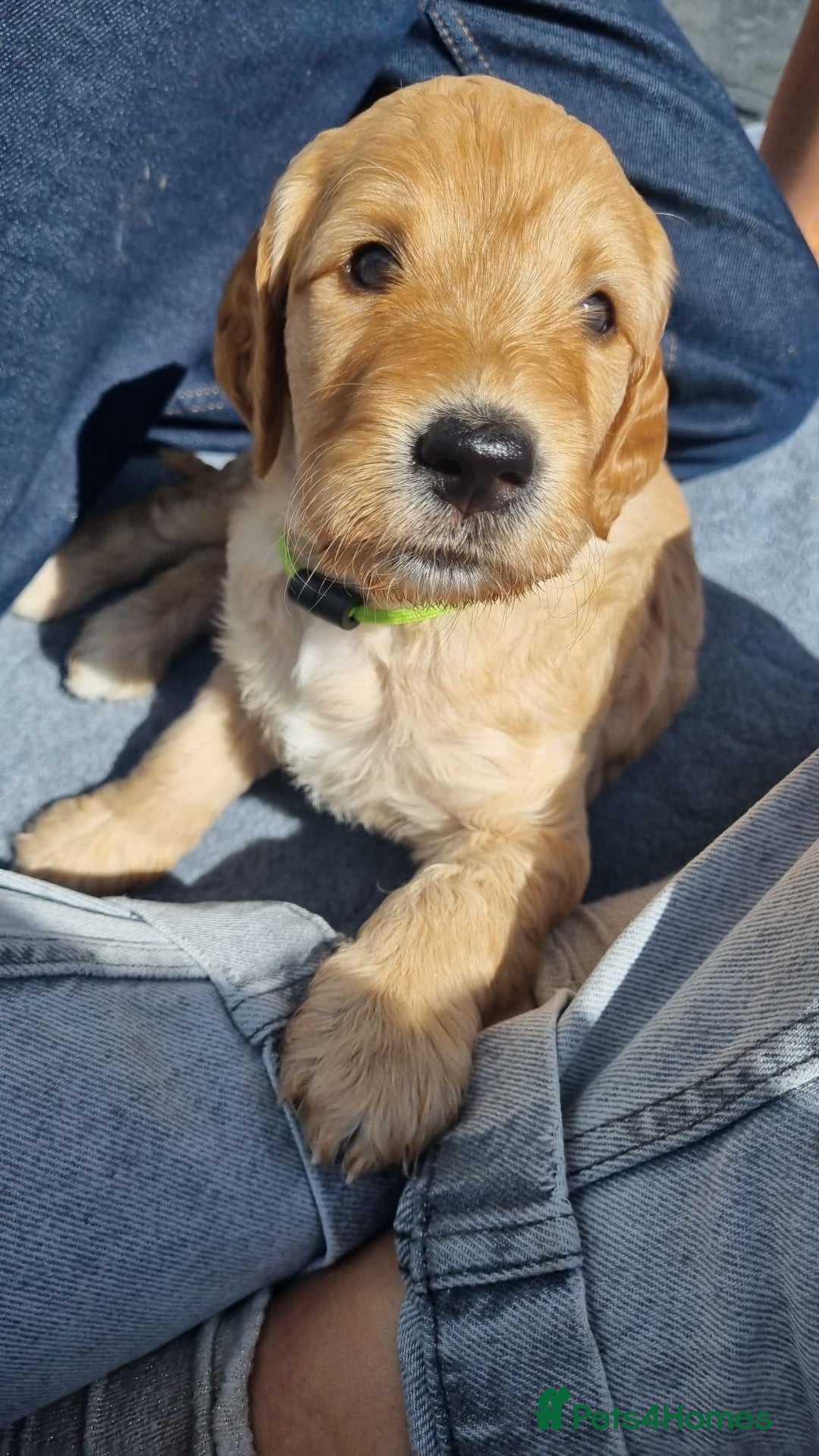 Labradoodle dogs for sale: F1b Labradoodle puppies - Image 4