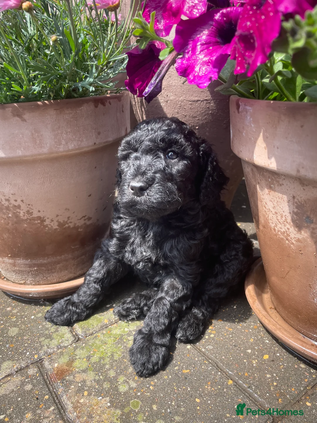Cockapoo dogs for sale: *LAST 3 LEFT READY TO LEAVE*F1B Cockapoos🐶 - Advert 39