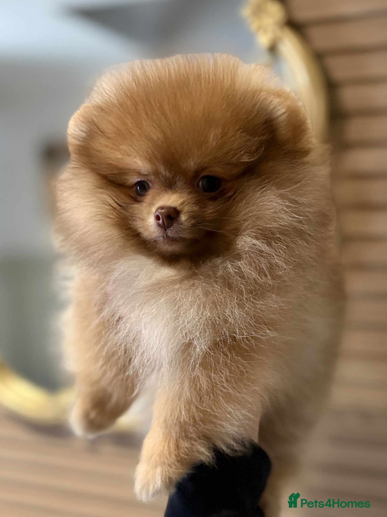 Pomeranian dogs True type Pom puppy’s KC only two pups left 🤩🐾 - Advert 6