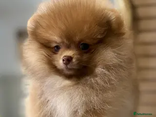 Pomeranian dogs True type Pom puppy’s KC only two pups left 🤩🐾 - Advert 6