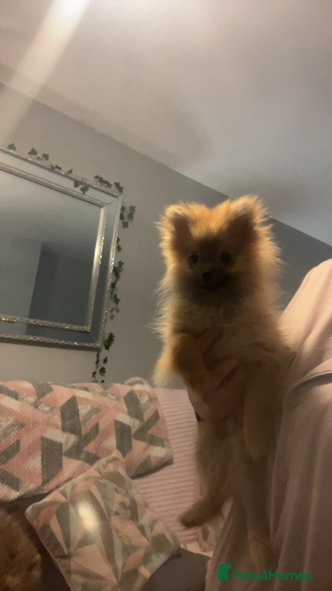 Pomeranian dogs for sale: Beautiful littler of Pomeranian’s  - Advert 5