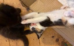 Mixed Breed cats for sale: Mixed breed kittens  - Image 5