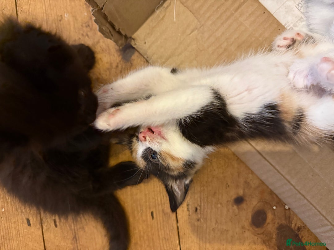 Mixed Breed cats for sale: Mixed breed kittens  - Image 5