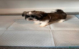 Shih Tzu dogs for sale: 5 gorgeous Shih Tzu puppies - Image 19