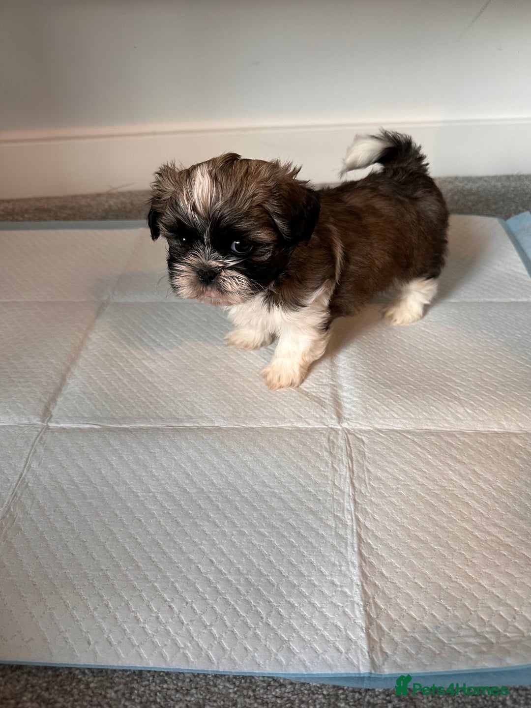 Shih Tzu dogs for sale: 5 gorgeous Shih Tzu puppies - Image 19