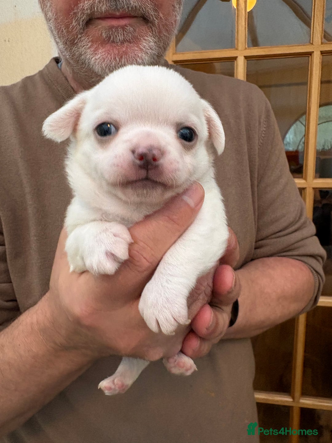 Chihuahua dogs for sale: Stunning Chihuahua Puppy for sale - Advert 5