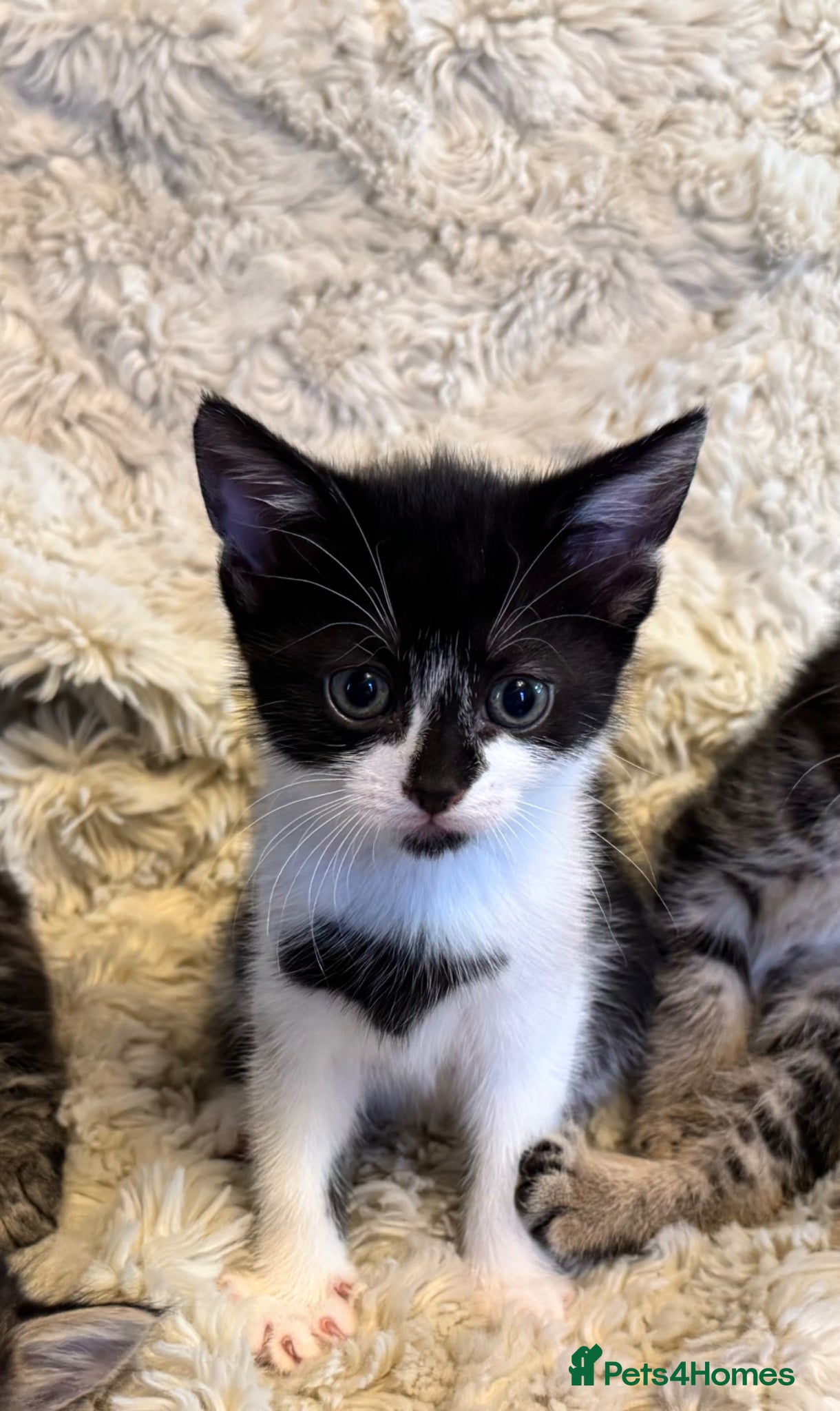 Mixed Breed cats Last kitten looking for her forever home  - Advert 21