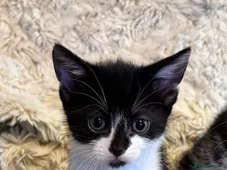 Mixed Breed cats Last kitten looking for her forever home - Advert 21