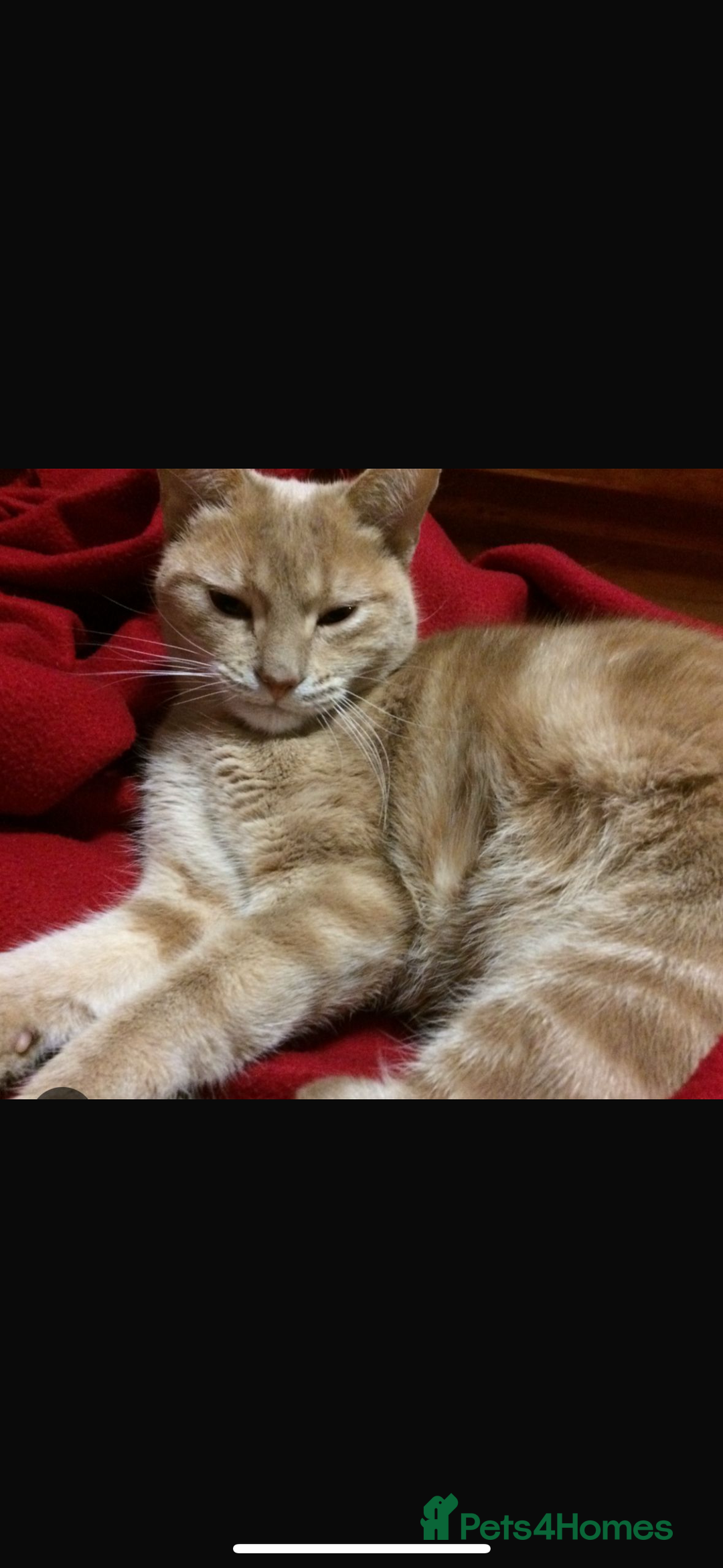 Mixed Breed cats for sale: fluff ball in search for his forever home! - Advert 4