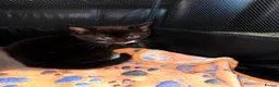 Mixed Breed cats for sale: Female kitten Russian blue x Tabby - Advert 7