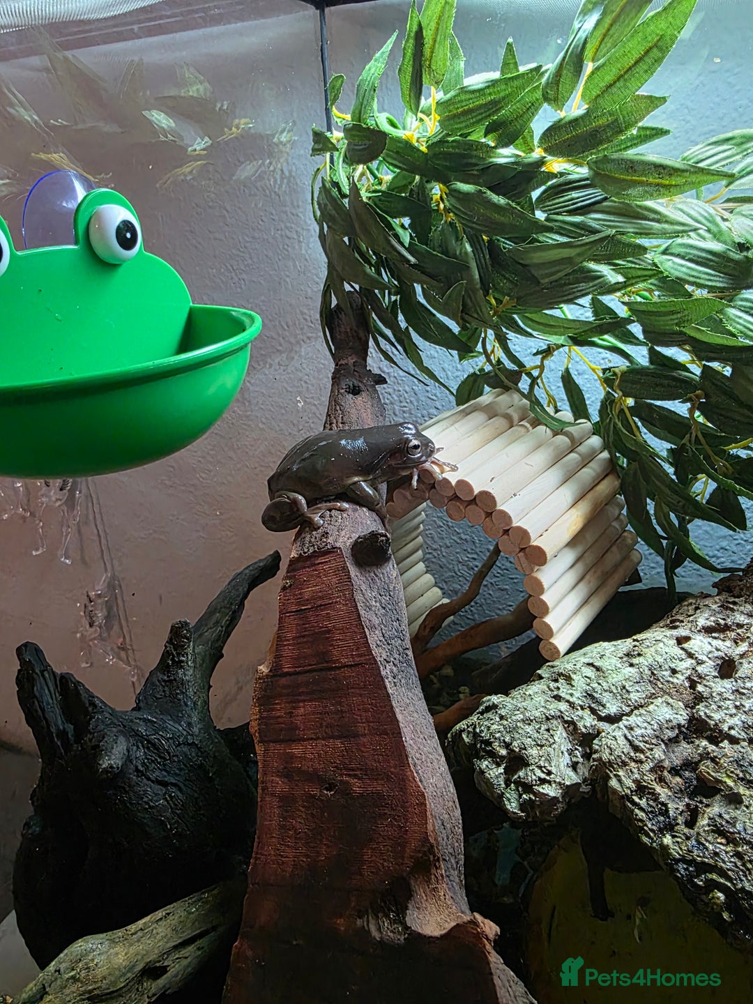 Frog reptiles for sale: 2 Whites Tree Frogs plus full set up - Advert 11