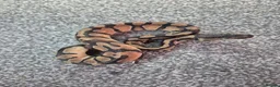 Python Snake reptiles for sale: Juvenile ball pythons  - Advert 5