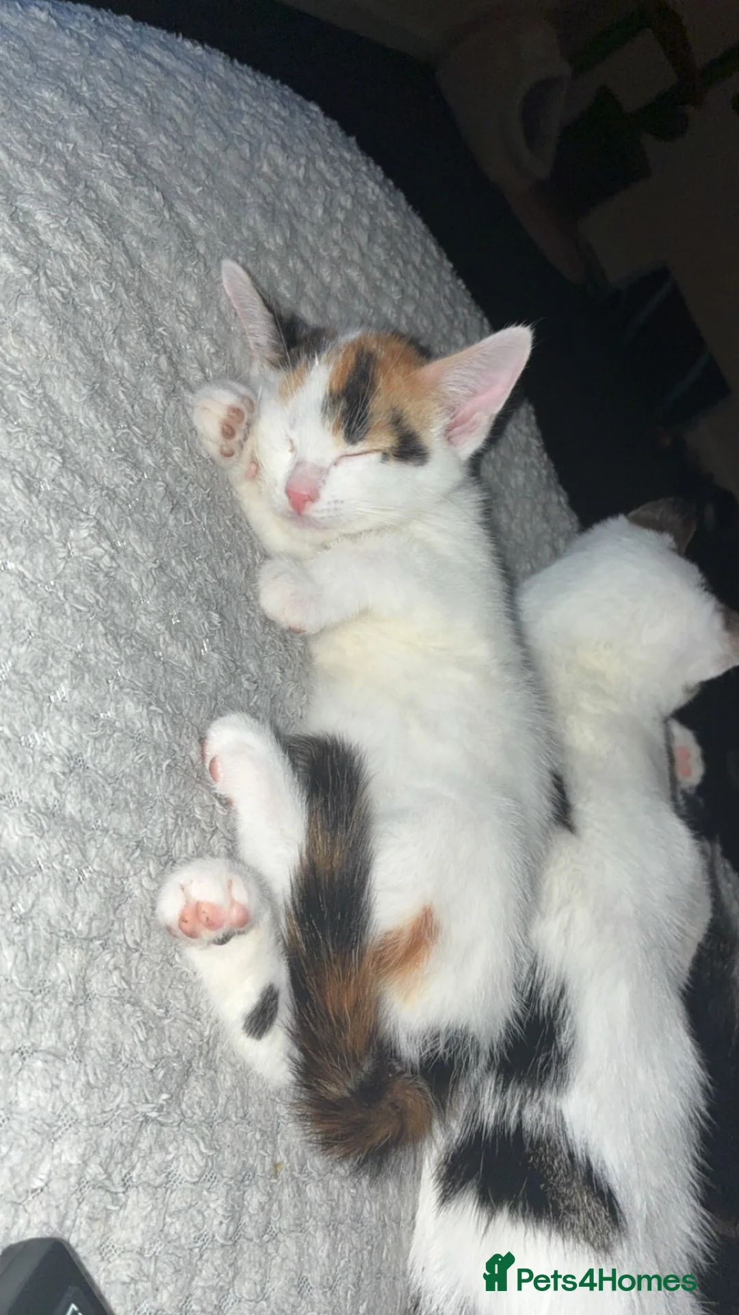 British Shorthair cats for sale: Bruiser Dolly and little till in Pontefract - Advert 2