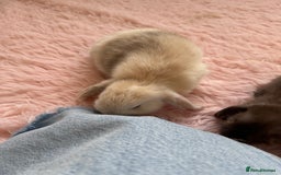 Mini Lop rabbits for sale: Friendly mini lop babies ready 14 August - Image 23