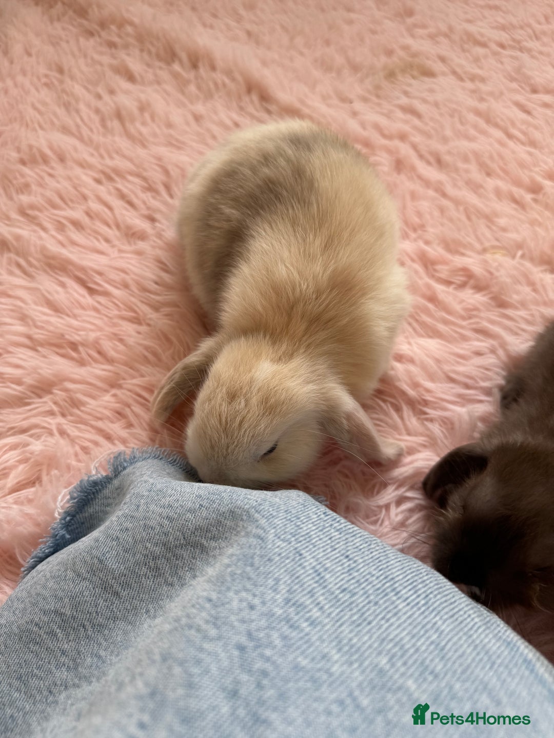 Mini Lop rabbits for sale: Friendly mini lop babies ready 14 August - Image 23