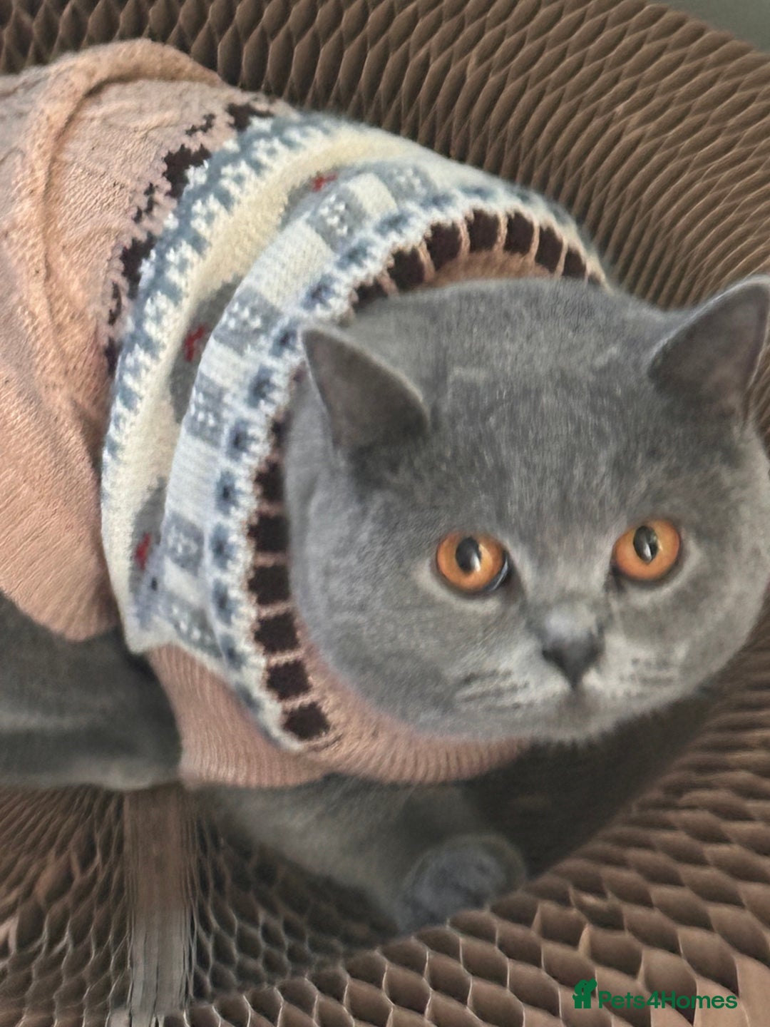 Scottish Fold cats for sale: Adorable Scottish Fold kittens, chocolate & Blue❤️ - Advert 14