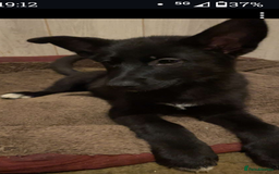 Shepsky dogs for sale: Siberian husky x GSD  - Advert 2