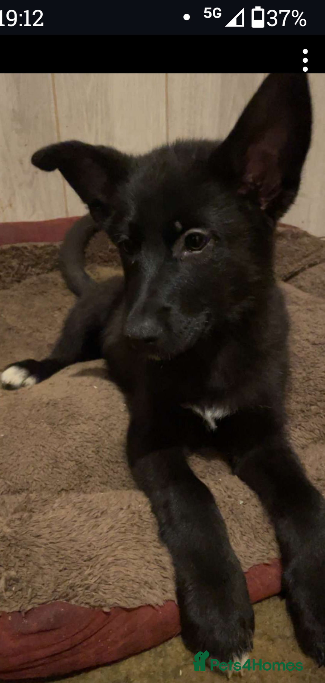 Shepsky dogs for sale: Siberian husky x GSD  - Advert 2