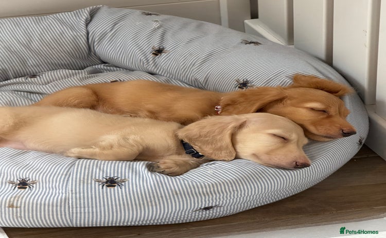 Dachshund dogs - Advert 1