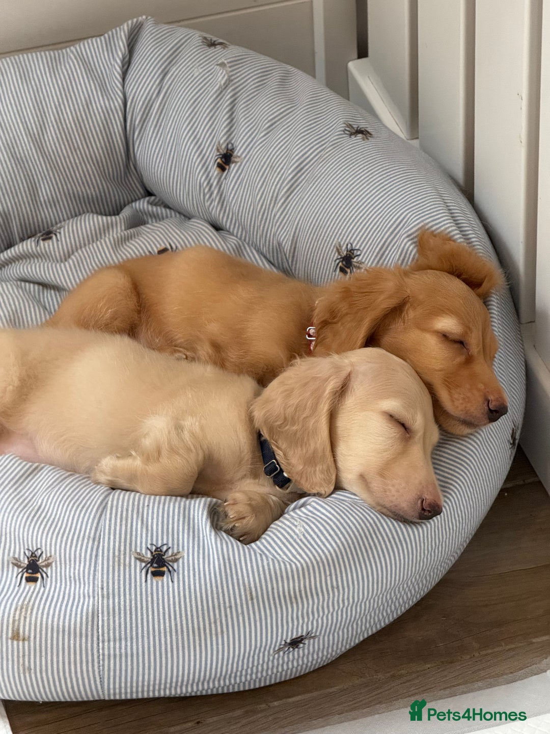 Dachshund dogs for sale: Cream Longhaired Miniature Dachshund Boys  - Image 1