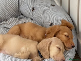 Dachshund dogs - Advert 1