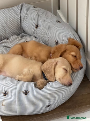 Dachshund dogs - Advert 1