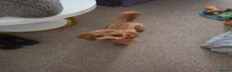 Toy Poodle dogs for sale: Small toy poodle in Rhyl - Advert 4