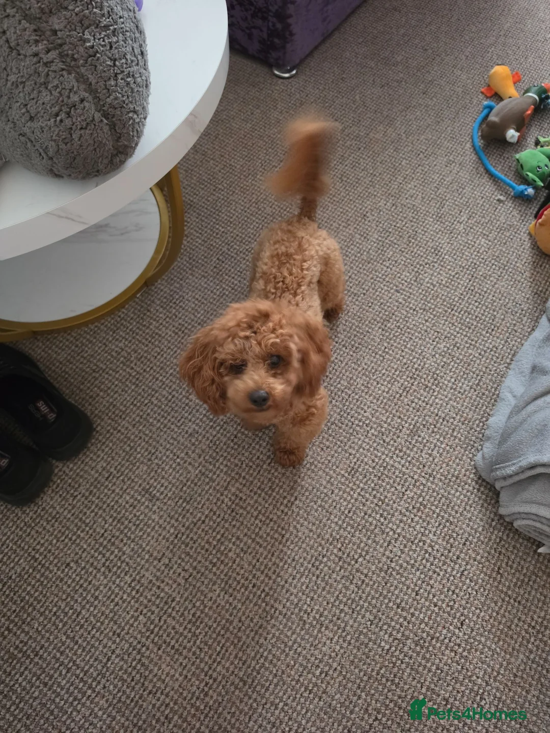 Toy Poodle dogs for sale: Small toy poodle in Rhyl - Advert 4