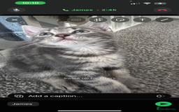 British Shorthair cats for sale: Kittens for sale  - Image 4
