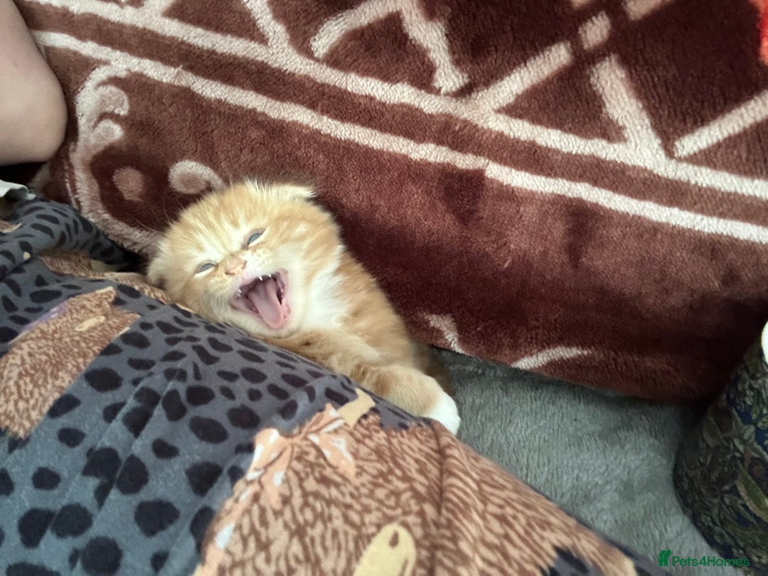 Scottish Fold cats for sale: Scottish fold/straight babies - Image 19