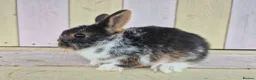 Netherland Dwarf rabbits for sale: 🩵PRETTIEST NETHERLAND DWARF COLOURED BABIES 🩷 - Advert 12