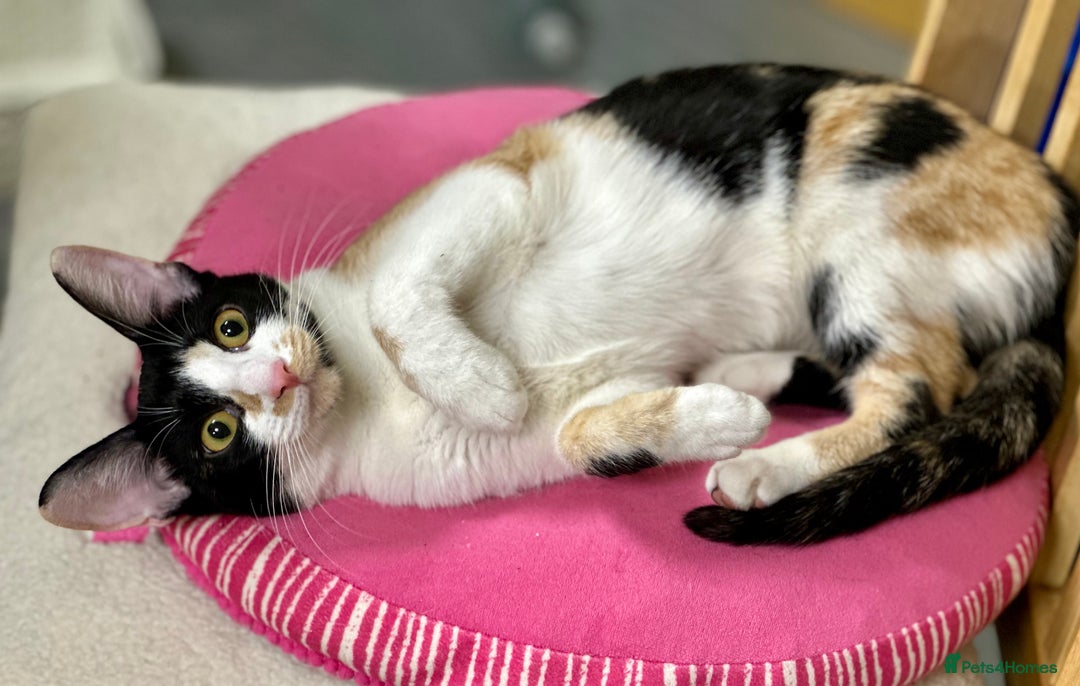 Cornish Rex cats for sale: ✨Last Girl Available – Full of Energy & Love!✨ - Advert 3