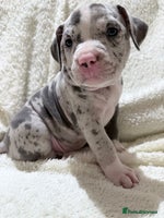 American Bully dogs - Advert 7