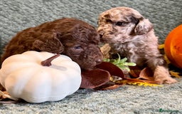 Miniature Poodle dogs for sale: Beautiful Miniature Poodle pups  - Image 6