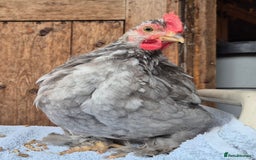 Chickens poultry for sale: Pekin bantem cockerils  - Image 4