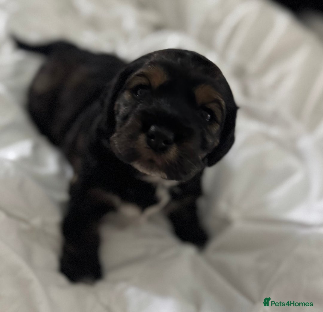 Cockapoo dogs for sale: black sable cockapoo girl  - Advert 26