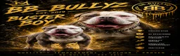 Olde English Bulldogge dogs for stud: BB_BULLYZ Buster Boy - Available for stud  - Advert 1